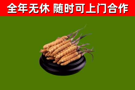德庆回收冬虫夏草